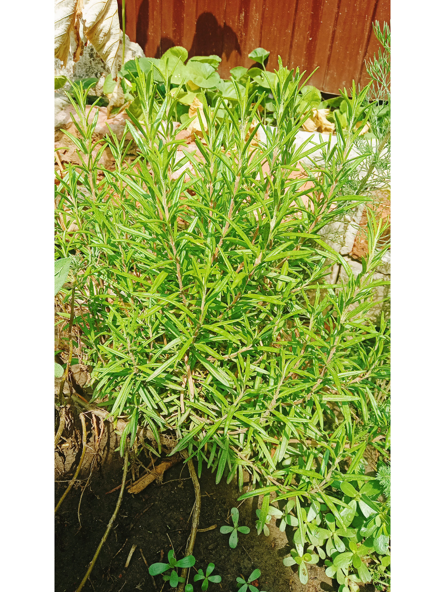 Розмарин 20.07.2025/фото автора