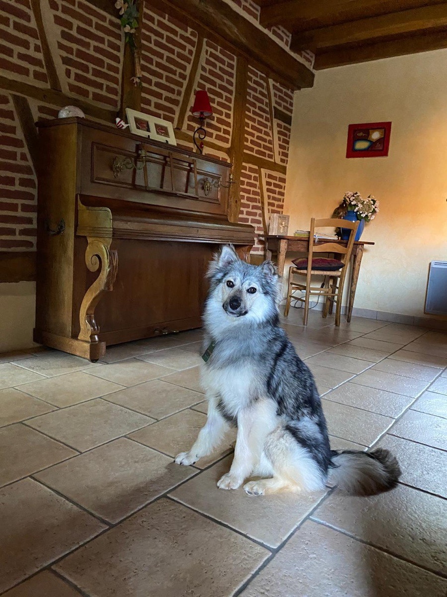 Стрелка-Джая, живет во Франции