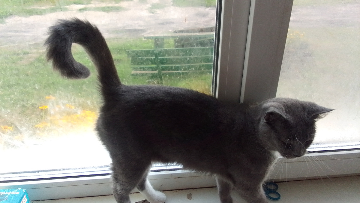 А это Мышуля. Кошка родная совсем не чужая 