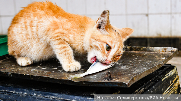     Фото: Наталья Селиверстова/РИА Новости   
 Текст: Татьяна Косолапова