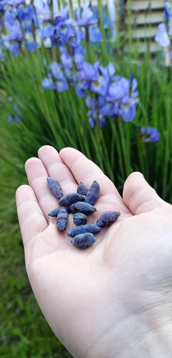 Это жимолость, а за ней ирисы. 