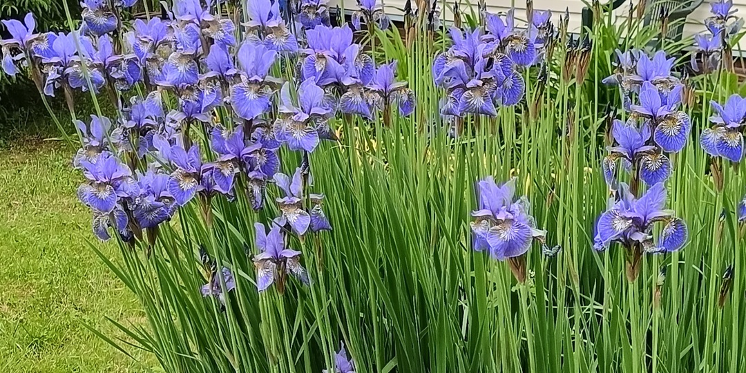 Моё дачное летнее меню в стиле "прощай фигура".