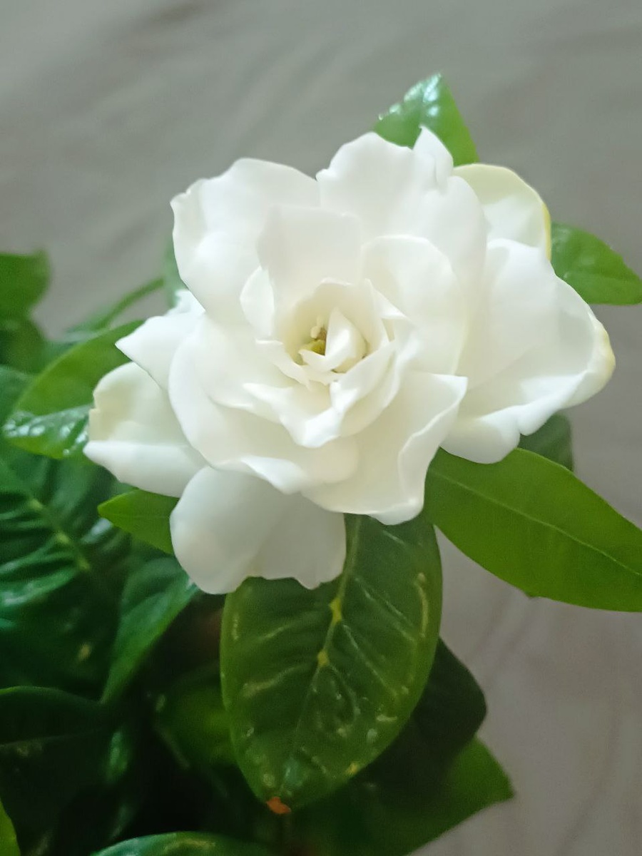 Ну какая же прелесть!