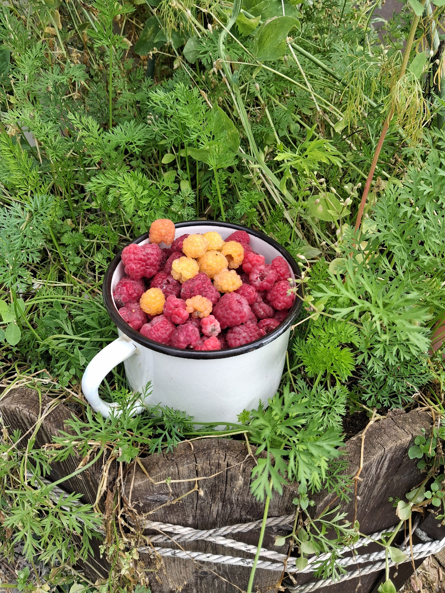 Урожай малины