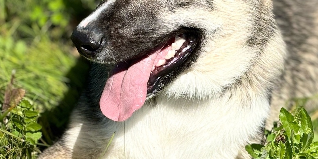 Её детство проходит за решеткой приюта. Разве это справедливо? Спасите Эву