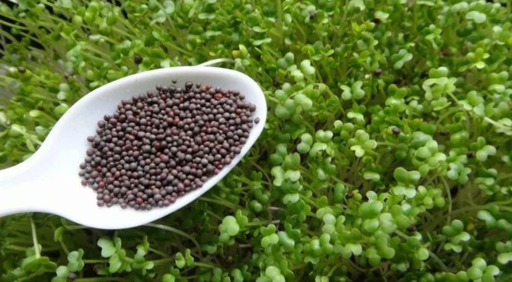 Семена микрозелени горцицы черной "Мустанг". 