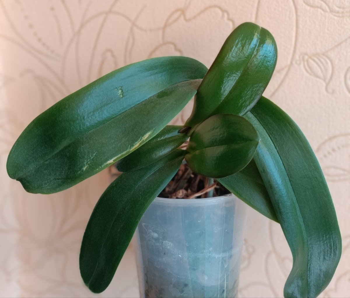 Фаленопсис Леко фантастик. Тут даже три растения в одном горшке