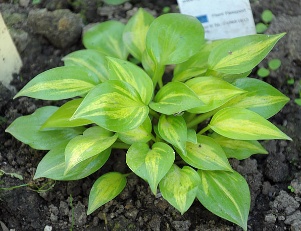 Сорт в саду у селекционера Gino Vandekinderen