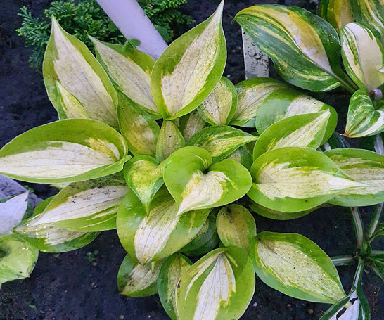 Сорт в саду у селекционера Gino Vandekinderen