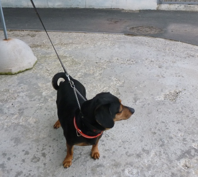 Фото: пресс-служба Северо-Западного межрегионального управления Россельхознадзора