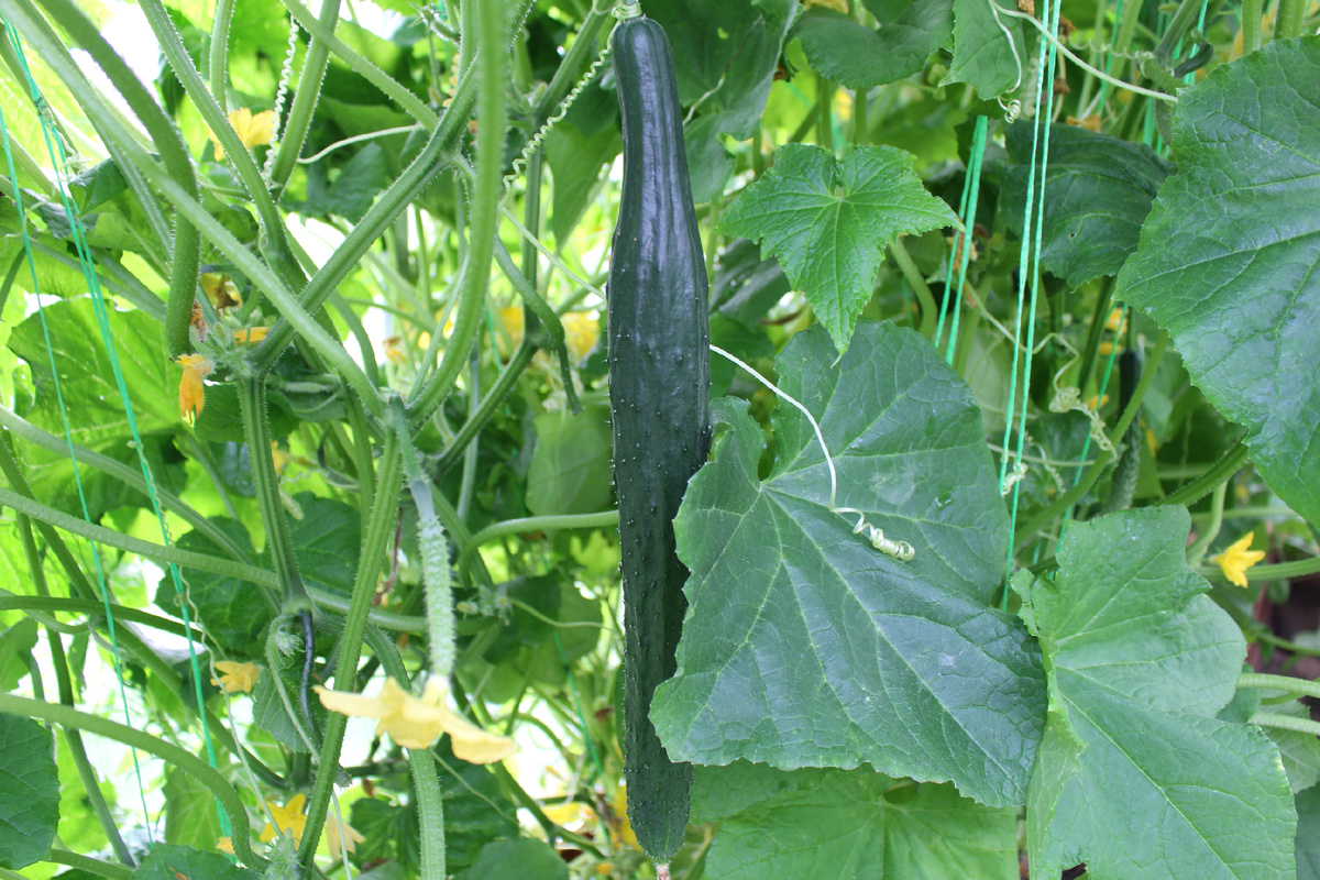 Огурец сорта "Китайский змей" 