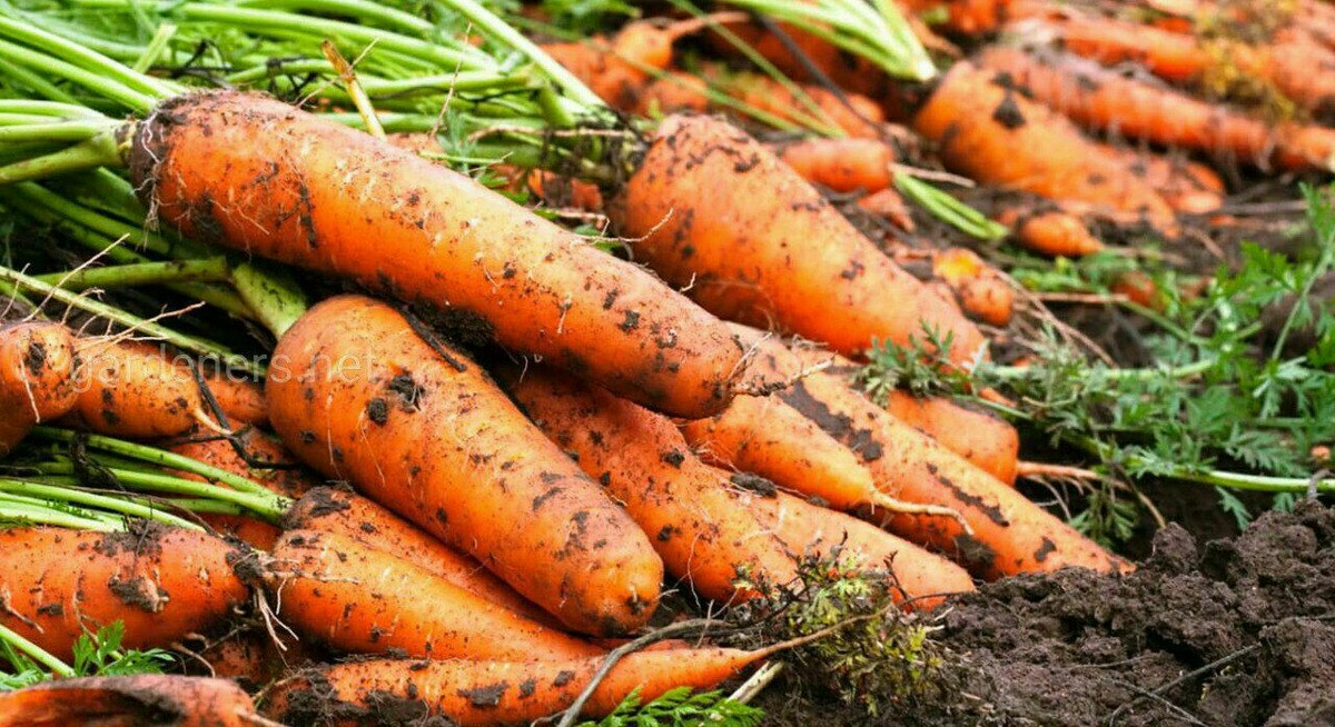 Отличная морковь