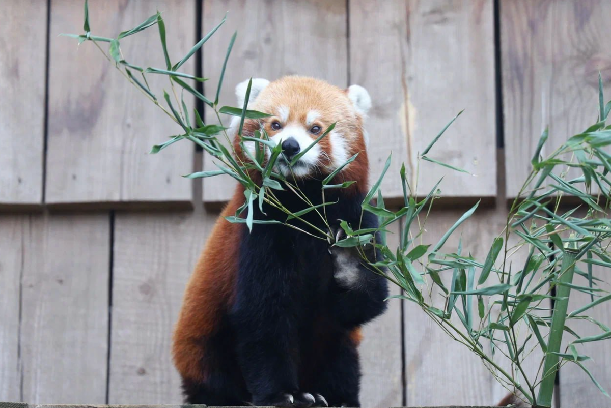     / Источник: ©Telegram-канал Московского зоопарка