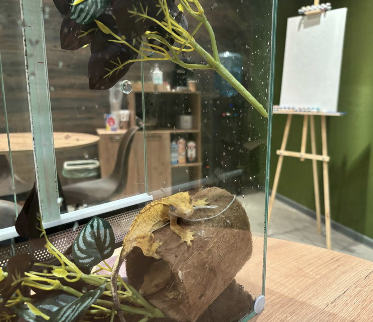 Антикафе с частным экзотариумом "ЭнтоМириум"