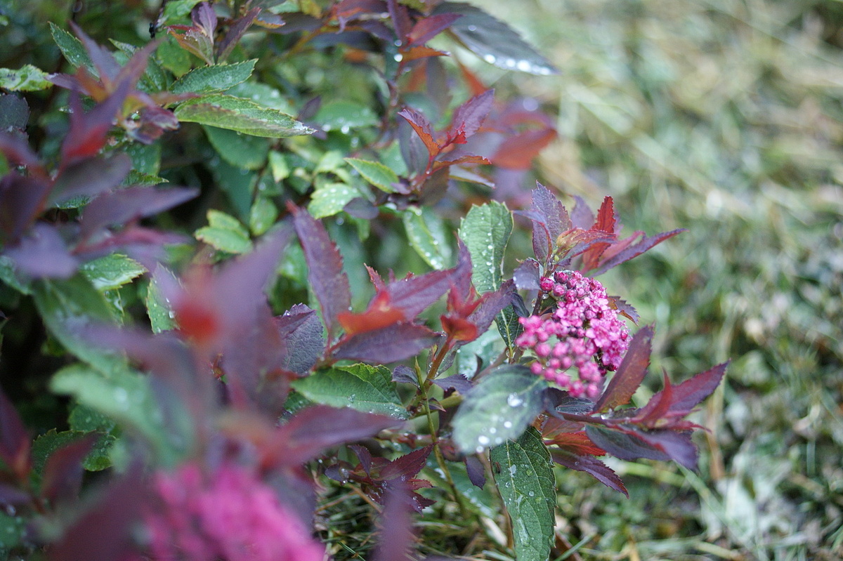 Спирея цветёт. В этом сезоне у нас огромный запас дождливых фотографий. 