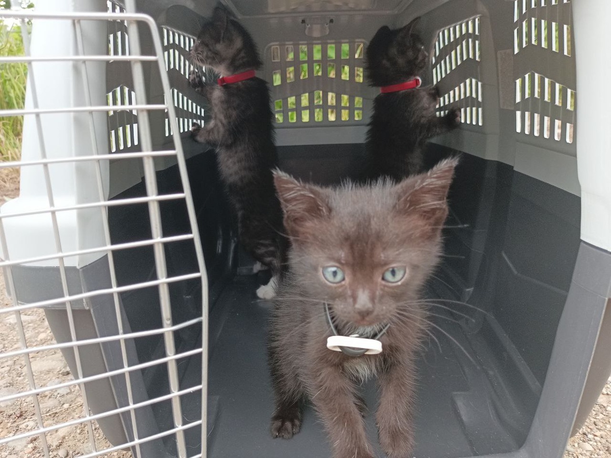 Удивительно, на котятах были ошейники от блох 