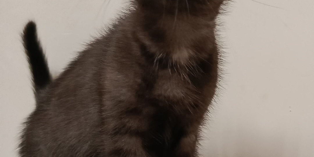 Котята в собачьем приюте. Ася и Соня ждут хозяев