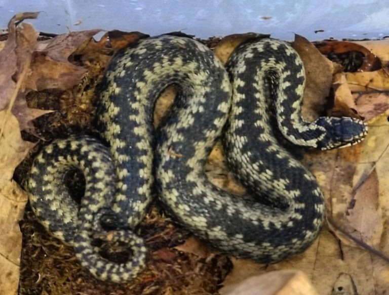    Фото: Минэкологии Московской области/Артем Ульянов Екатерина Шахнина