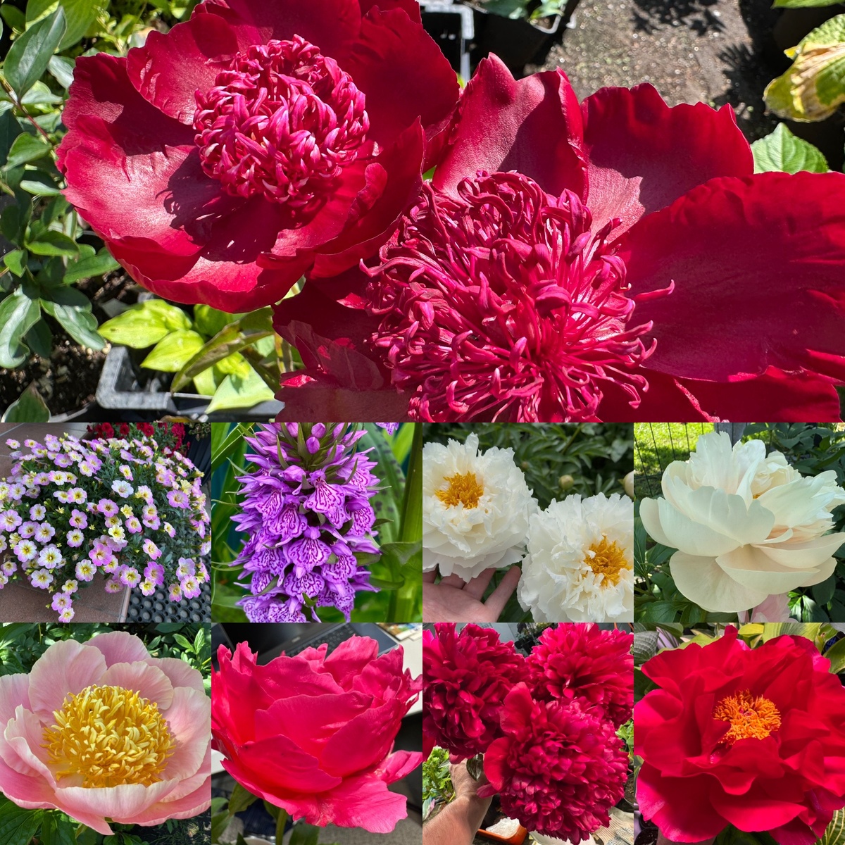 Весна и начало лета 2025 выдалось не совсем теплым в городе Кировске, что недалеко от Санкт-Петербурга, где собственно я и живу в своем доме на участке площадью почти семь соток. Конечно для сада здесь места мало, сами понимаете, так как еще на этой площади стоит дом, теплица и баня. Так что особо разгуляться негде, особенно, если ты увлекся пионами. Но кроме этого уже давно посажено много хвойных растений, хост, гортензий и др. многолетних растений. Так что всего понемногу. В конце мая и первой половине июня сложилось так, что у меня было несколько поездок на выставки пионов в Воронеж, Минск и Москву, где я делал видеосъемки этих прекрасных и очень интересных мероприятий. Так что у себя дома, что цвело в это время я особо и не застал всей красоты. Но решил все же немного показать и поделиться со своими подписчиками, что я успел запечатлеть между приездами и недолгим пребыванием дома. Позже постараюсь тоже опубликовать фотоотчеты о выставках пионов, где я побывал. Но а сейчас давайте посмотрим, что все же я успел увидеть интересного, что цвело в моем саду. Начнем с пионов.