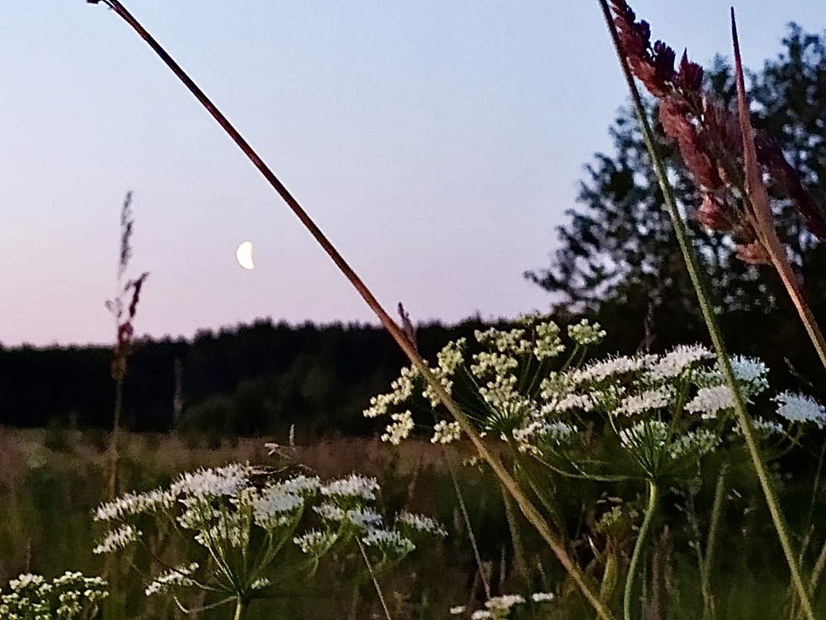 🇷🇺РОССИЯ—ЭТО НЕ СТРАНА. Это утро: роса, тишина и вечность