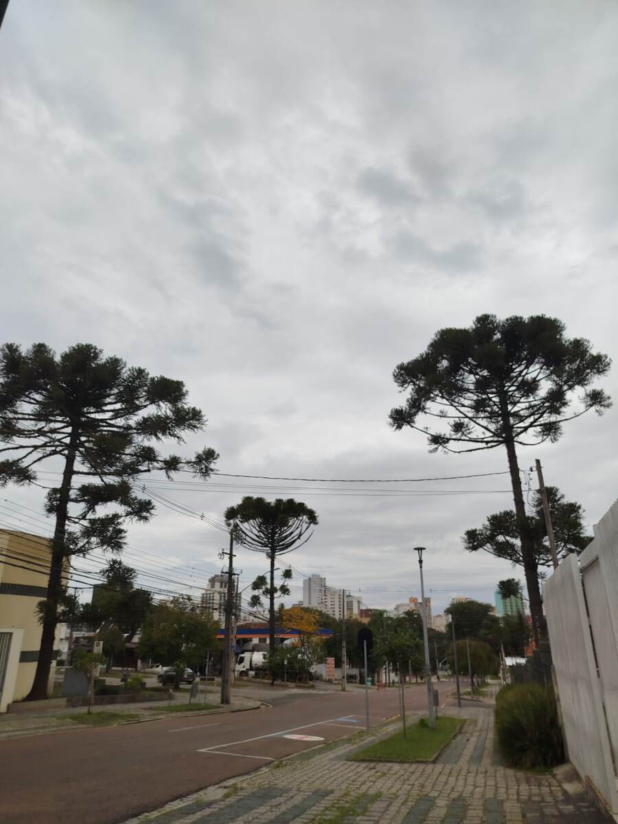 Улица с араукариями