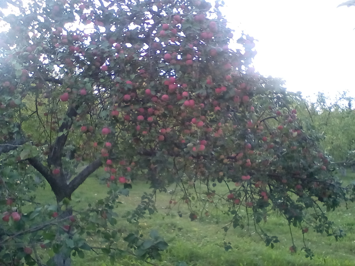 Примерно вот столько