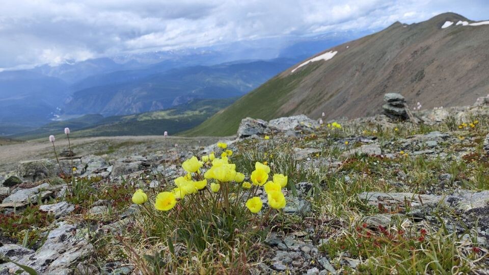    Горный Алтай. Источник: Елена Маслова / "Толк"