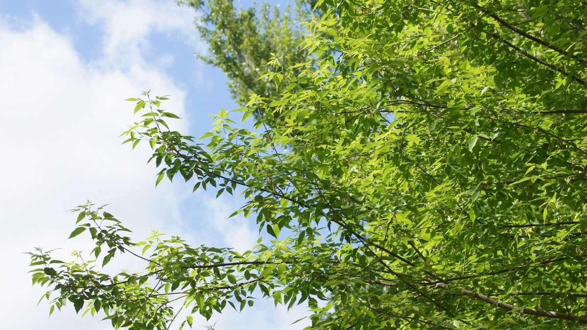     Источник: 1MI