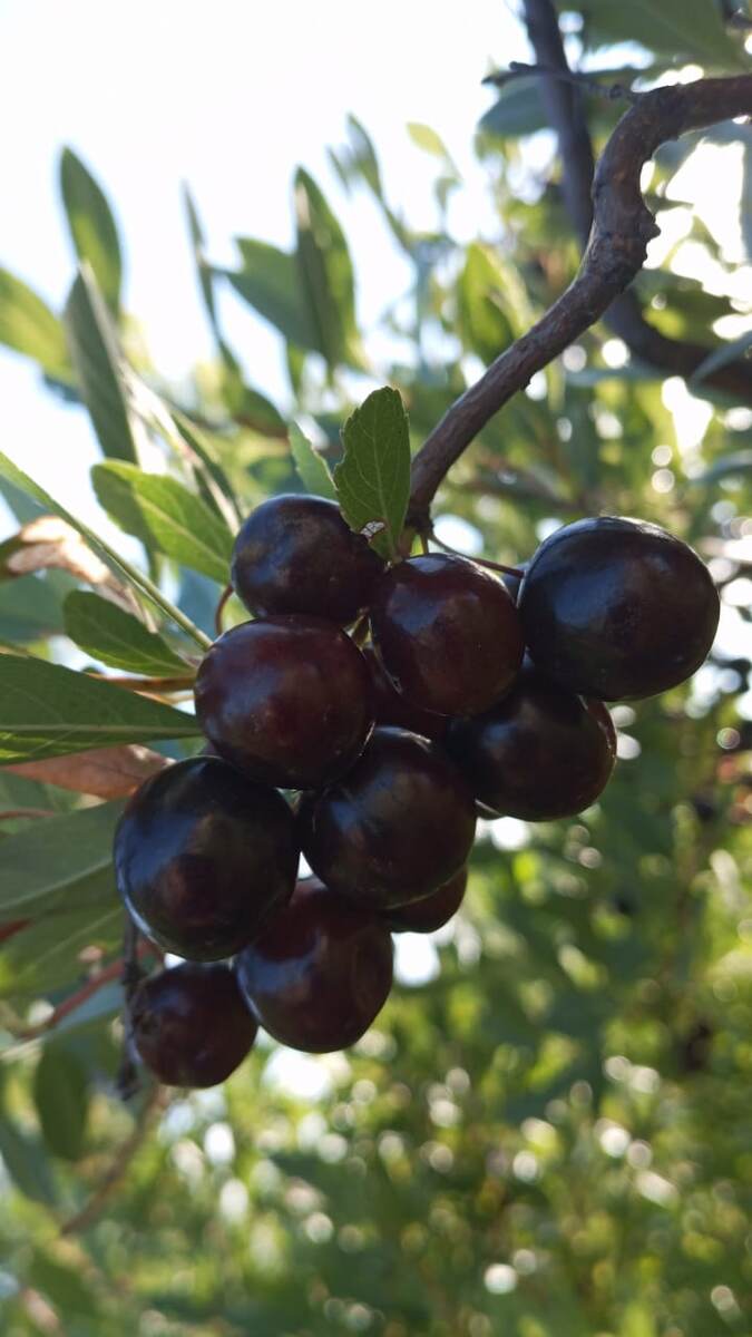 Бессея / Чёрная (песчаная) вишня