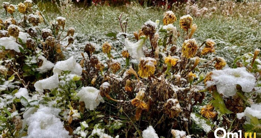 В Новосибирск идут заморозки до -1 °C: Вильфанд объяснил аномалию