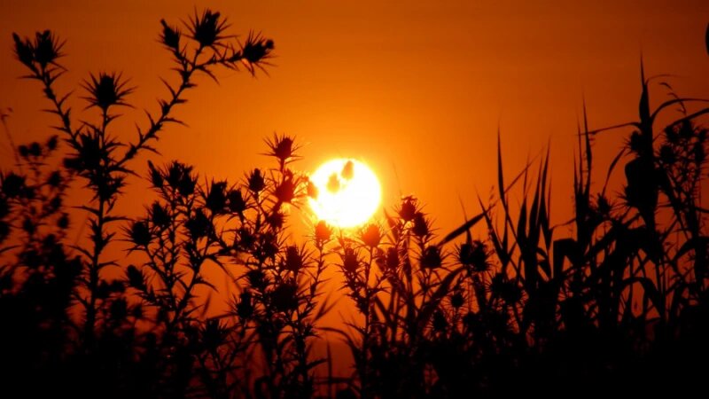     Жара. Солнце. СС0