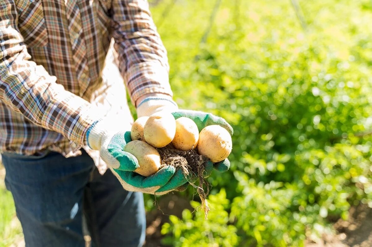    Вот так сорт.