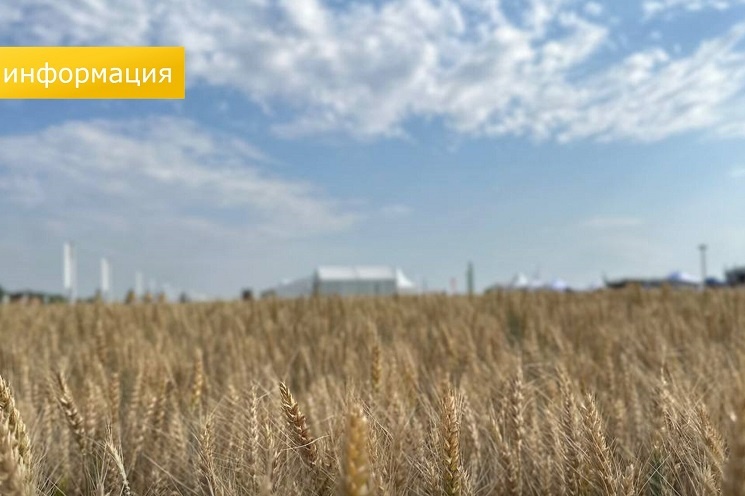    Фото Тг-канала Минсельхозпрода РО Редактор