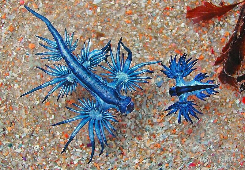 Glaucus atlanticus (ядовитый морской дракон)