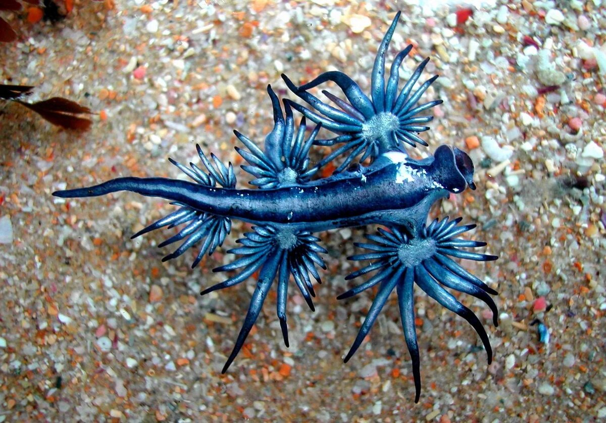 Glaucus atlanticus (ядовитый морской дракон)