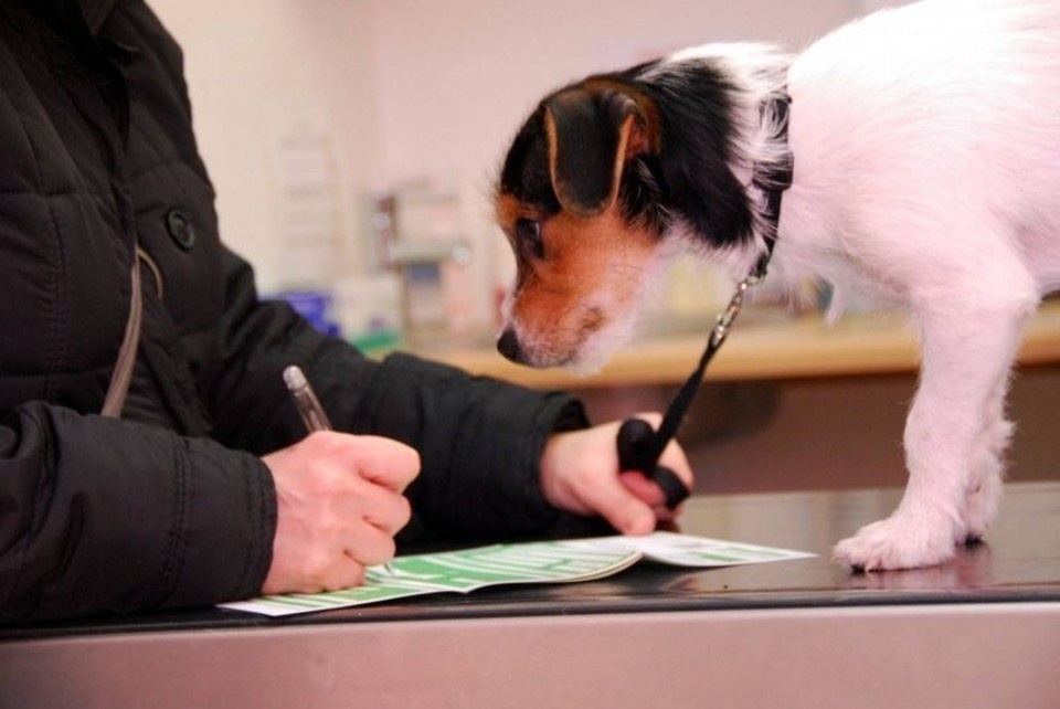    Зарегистрировать собаку можно на станции по борьбе с болезнями животных. Фото: управление ветеринарии Амурской области
