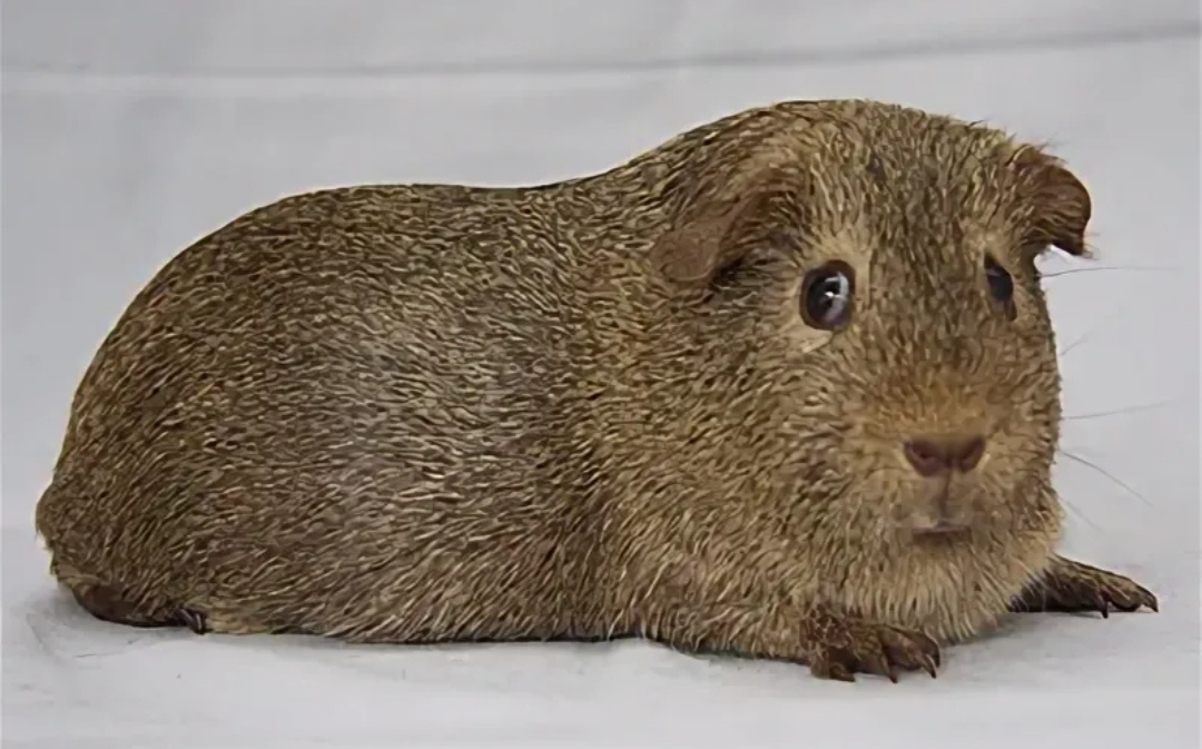 Примерно так выглядит Агути.