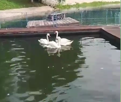    Фото: скриншот видео из тг-канала Самара