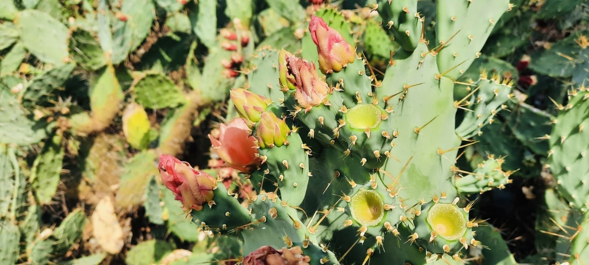 Кактусы в Турции