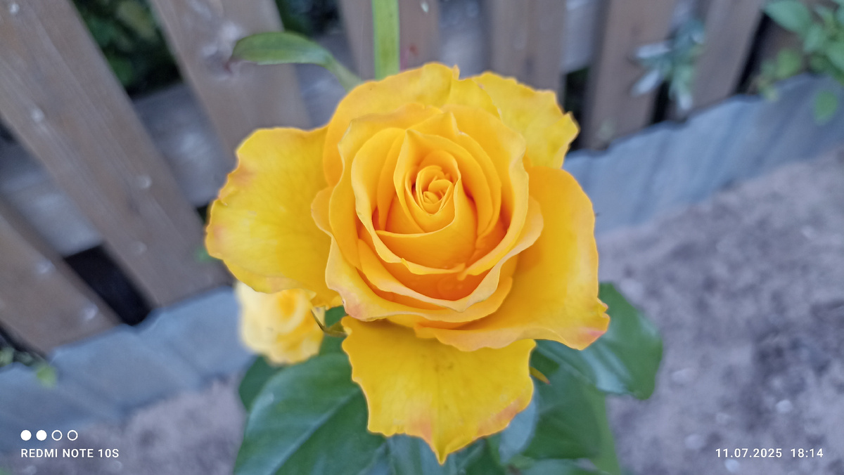 Моя роза ,, Керио ,, цветет. Фото автора.