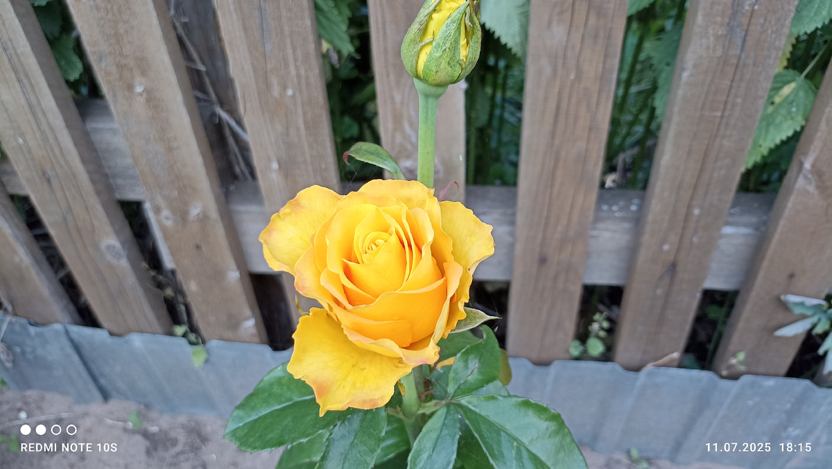 Роза прекрасна и в пасмурный день. Фото автора.