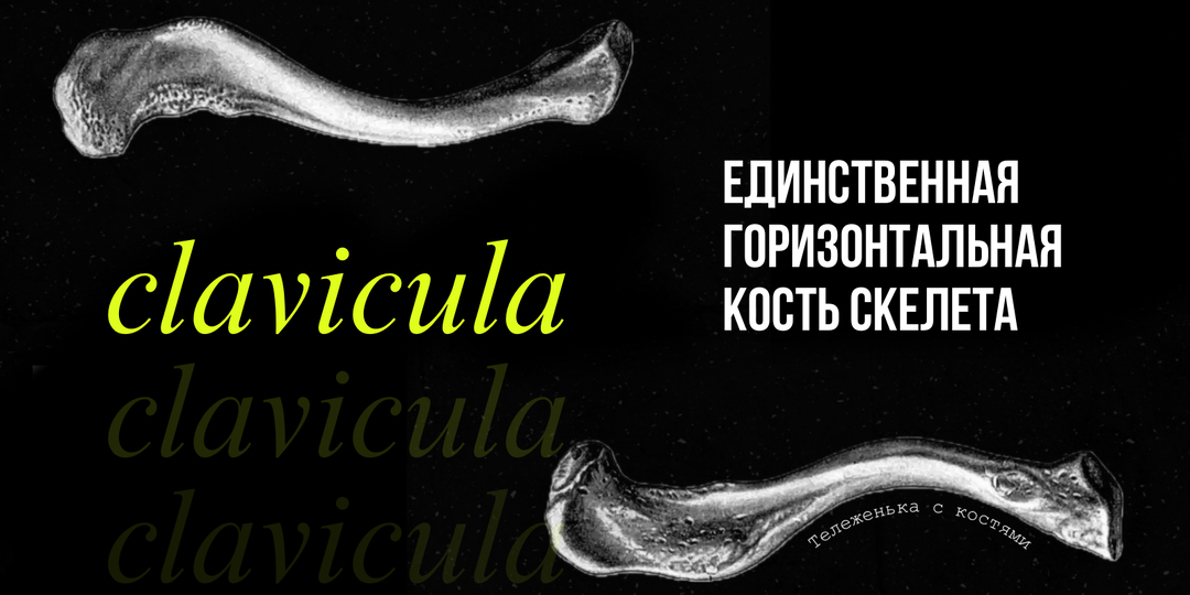 Ключица: как появилась единственная горизонтальная кость нашего скелета