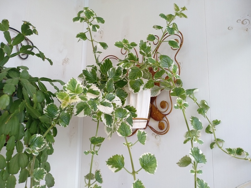 Плектрантус в белом кашпо разросся. Но его не обрезала. Личное фото автора