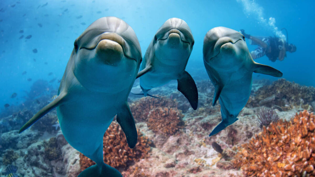     Фото: Andrea Izzotti/Shutterstock/FOTODOM Дельфины в отличие от усатых китов предпочитают быть в стае и играть с сородичами