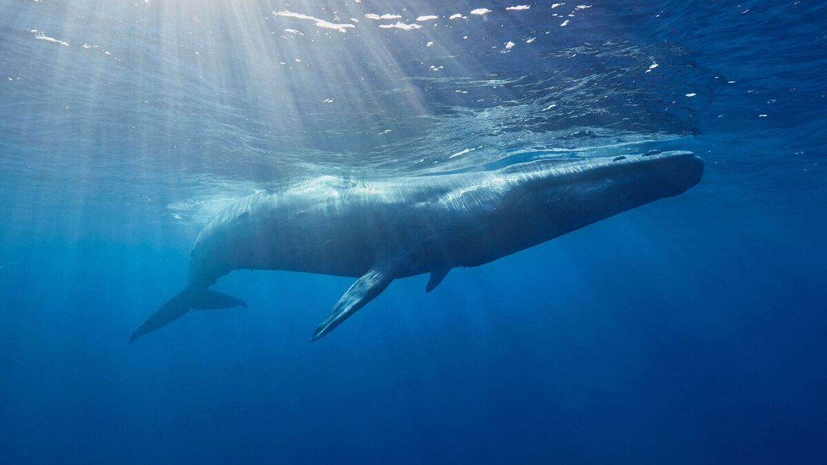     Фото: Ajit S N/Shutterstock/FOTODOM Cиний кит способен издать наиболее громкий звук среди млекопитающих