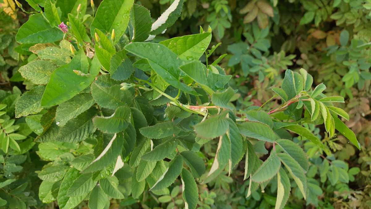 Взять собаку из приюта или купить породистую