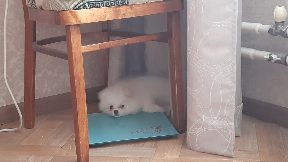 Взять собаку из приюта или купить породистую