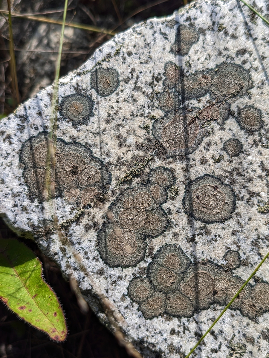 Осколок гранитной плиты, покрывшийся лишайником. На обороте нет надписей.