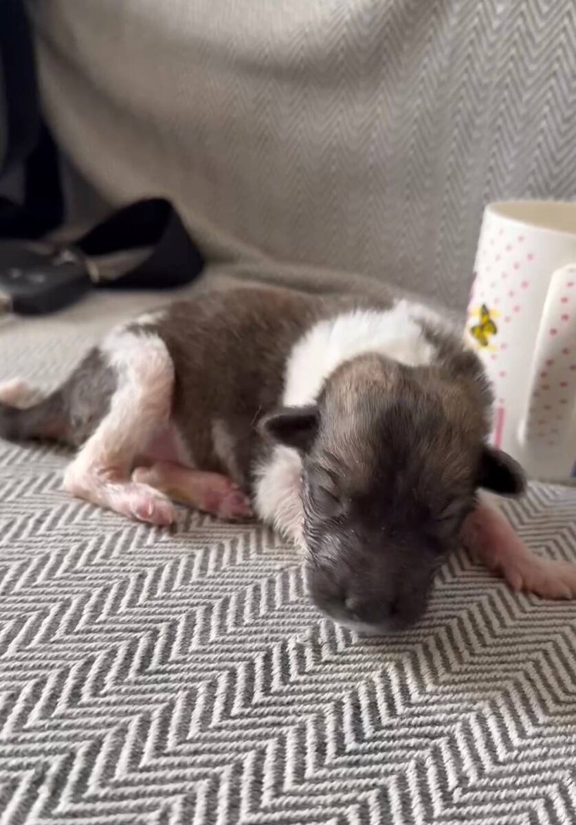 Тамочка в сравнении с кружкой. Фото из архива автора