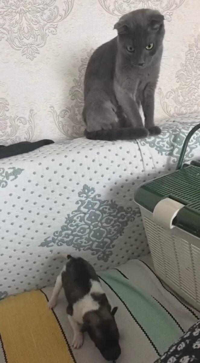 Бусинка тожне надеется, что это не алабай. Я, например, читаю в ее глазах нотки ужаса. Фото из архива автора